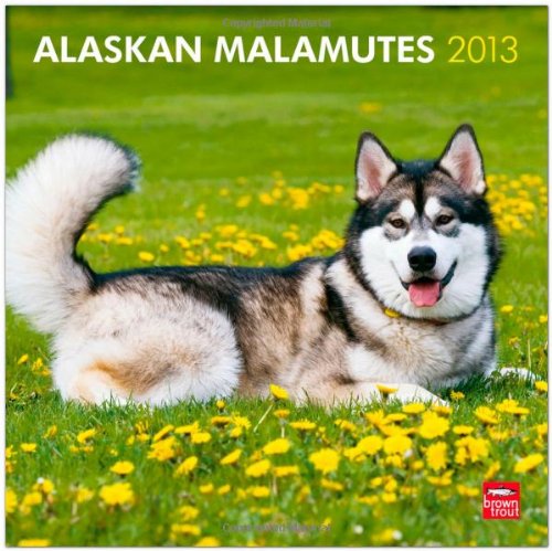 Alaskan Malamutes 2013 - Original BrownTrout-Kalender