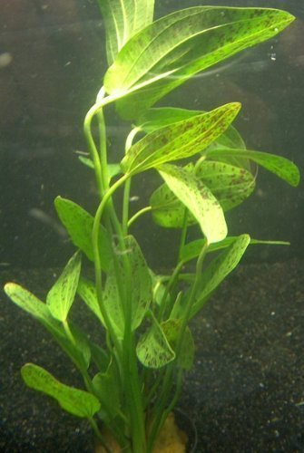 1 lose Pflanze Echinodorus Ozelot, Wasserpflanzen