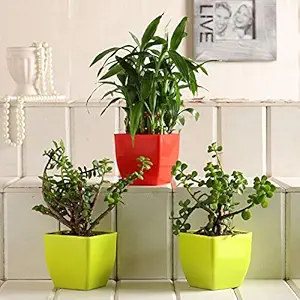 Ferns N Petals Combo of Two Layer Lucky Bamboo & Jade Plant Live Indoor Red & Green Plastic Pot 3 X 3 Inches