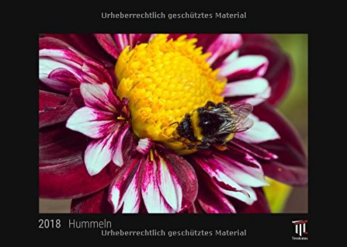 Preisvergleich Produktbild Hummeln 2018 - Timokrates Wandkalender, Bilderkalender, Fotokalender - DIN A3 (42 x 30 cm)
