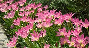 FernsFly IMP. Rain Lily | Zephyranthes Lily | Magic lily Flower Bulbs Home Indoor Outdoor Flowering Gardening Bulbs Blooming planting (Pack of 9 Dark Pink Rain Lily)