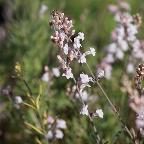 Blumixx Stauden Linaria purpurea 'Canon J.Went' - Purpur-Leinkraut, im 0,5 Liter Topf, zartrosa blühend