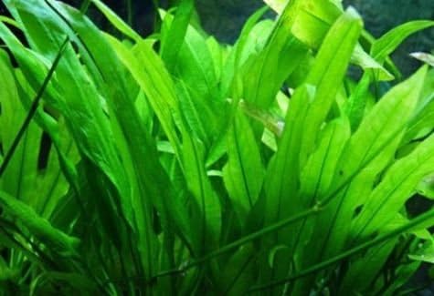 Echinodorus Amazonicus (Amazon Sword) - submerged - Aquarium 30 Strands
