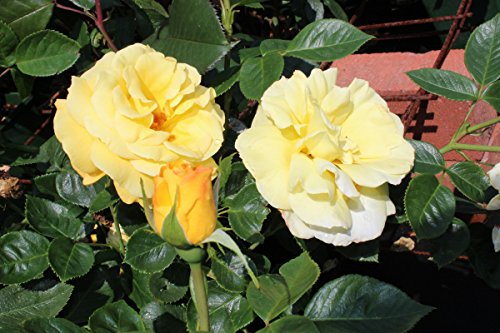 Rose Gelber Duft – Kräftige Pflanze im 6lt Container - 5