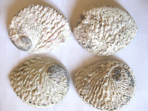 Abalone Haliotis midea natur ca. 8-10cm Meeresohr oder auch Seeohr - 2