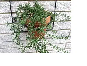 Advancedestore Rosemary Live Plant