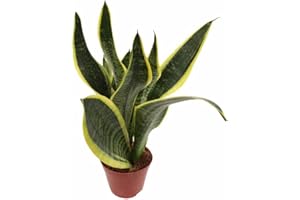 Sansevieria DECOALIVE Planta Serpiente, Planta Espada o Lengua de Suegra