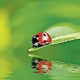 Fertig zum Aufhängen dank vormontierter Metallaufhänger I freischwebende Optik