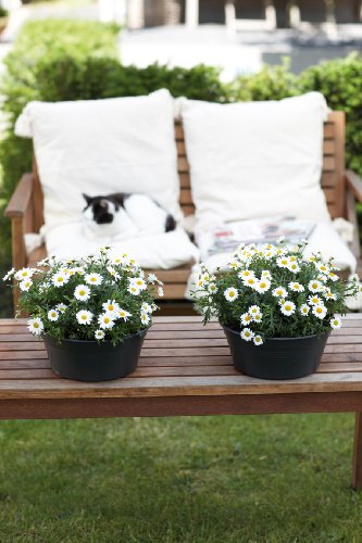 elho Green Basics Schale Blumentopf 38cm – Lebhaft Schwarz - 5