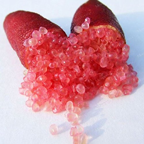 Inovey 20 Pcs/Pack Dedo Limas Cítricos Naranja Semillas Jardín Balcón Bonsái Árbol Frutal Plantación De Semillas - Rojo