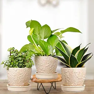 Plantmojo, Indoor Plants Combo of Golden Money, Jade & Golden Snake Plant, in Textured Ceramic pots with Saucer