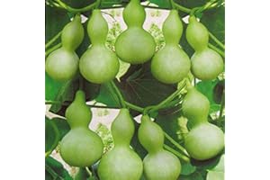 EYSII Bouteille géante graines de courge 5+ Lagenaria Siceraria, courge plongeuse, graines de calebasse Aka légumes vigne pour jardin de bonsaï plantation de jardin en plein air