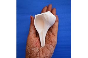 CRAFTSLOOK Abhimantrit Dakshinavarti Shankh Natural White Valampuri Sangu Pooja Shank 3"inch ~ Right Hand Dakshinavarti Lakshmi Shankh Rare Conch Shell for Puja Pooja Diwali Home Decor Gift Valampuri Jal Sangu