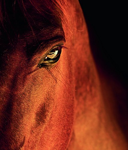 Equine beauty : A study of horses, édition français - anglais - allemand - espagnol