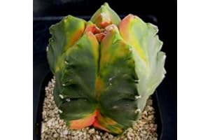 SVI 5 Semillas - Astrophytum myriostigma nudum Khoyo-Heki Japón semillas únicas ~ Red Bean Koyo Semillas