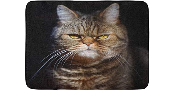 Aolismini Doormats Bath Rugs Outdoor Indoor Door Mat Blue Meme Grumpy Tabby Serious British Cat On Orange Angry Crazy Face Bathroom Decor Rug Bath Mat Amazon Co Uk Home Kitchen