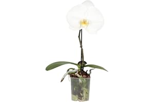 DECOALIVE Orquídea Blanca Planta Natural Phalaenopsis Orquídeas con Flores Blancas