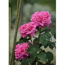 Pink Rose Vine Live Plant creeper of May Queen (Rosa May Queen ...