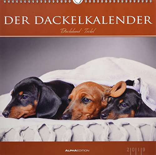 Der Dackelkalender 2019 - Bildkalender (33 x 33) - Tierkalender - Hunde - Dogs - Wandkalender