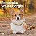 Produktbild Pembroke Welsh Corgis 2019 - 18-Monatskalender mit freier DogDays-App (Wall-Kalender)