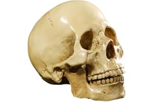 YUNDXI Life Size 1:1 Replica Realistic Human Anatomy Skull Gothic Halloween Decor Ornament Anatomical Medical Teaching Skeleton (Yellow)