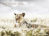 Wildlife Kalender 2018 - Tierkalender, Naturkalender, Posterkalender - 64 x 48 cm by 
