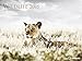 Wildlife Kalender 2018 - Tierkalender, Naturkalender, Posterkalender - 64 x 48 cm by 