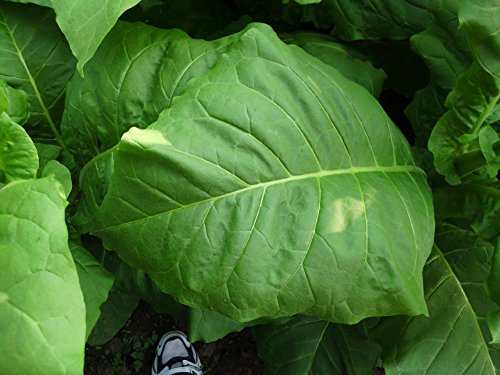 3000 Tabak Samen Virginia – Burley Mischung 100% Bio Ernte 2016 Tabakpflanzen - 3