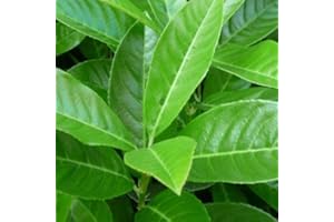 Lauroceraso "Prunus laurocerasus" pianta da siepe in vaso fino 20 cm Vivaio di Castelletto