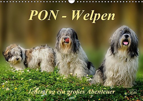 PON - Welpen, jeder Tag ein großes Abenteuer / Geburtstagskalender (Wandkalender 2017 DIN A3 quer): PON-Welpen - einzigartige, sehr intelligente ... 14 Seiten ) (CALVENDO Tiere)
