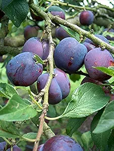 Mphmi Rare Damson Prunus Domestica Blue Plum Layering Live Plant