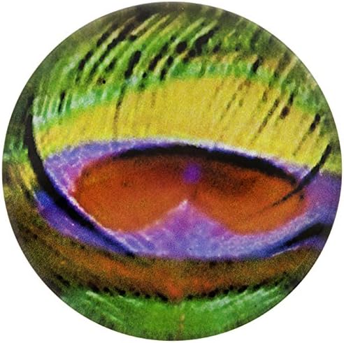 Morella Ladies 'Click-Button Peacock Feather Rainbow