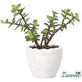 Indoor Plants Buy Indoor Plants Online At Best Prices In India - zaavic good luck jade plant in round ceramic pot