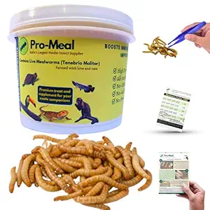 Pro-Meal Live Larvae Mealworms - Hight Protien Treat Food for All Life Stages Aquarium Fishes Like Arowana, Flowerhorn and Birds, Reptiles, Monkeys and Other Pets (100 Larvae)