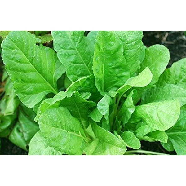 Splendour Seeds Palak Seeds Spinach Vegetable Seeds Amazon In Garden Outdoors