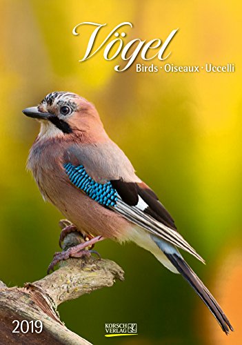Gr. farbiger Vogelkalender 220119 2019