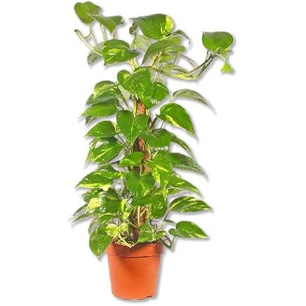 Suchergebnis auf Amazon.de für kletterpflanzen zimmer