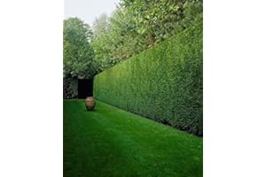 WHIN HILL NURSERIES 6X Leylandii Evergreen Hedging conifers, Pot Grown Fast Growing Plants, Dense Hedging Trese