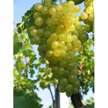 EXTREM Winterharte Weinrebe - Vitis labrusca 'Sukribe