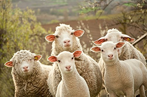 Edition ColibriFunny Sheep Postcard Set with 3 Animal Postcards/Postcards of Sheep