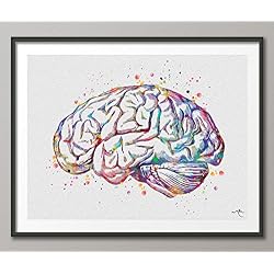 Cerebro en acuarela