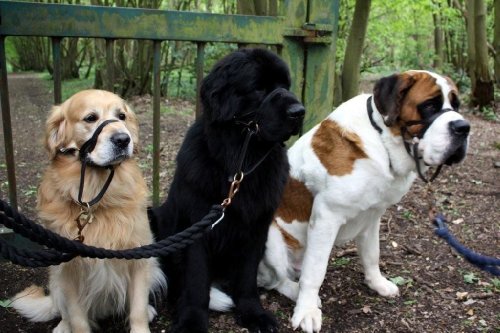 DOGMATIC-LEATHER-HEADCOLLAR-BROWN-SIZE-5L