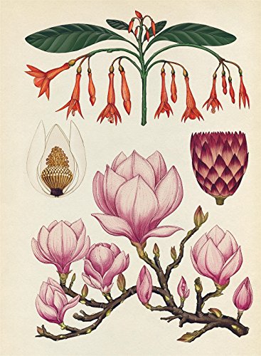 Botanicum Poster Book (Welcome To The Museum)
