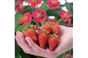Just Seed - Fruit - Strawberry - Toscana - 5 Seeds