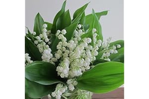 SVI 50 Semi di Convallaria majalis - Mughetto. Gentle puro campana bianco come fiori ondeggianti sulla grazia arcuato steli!