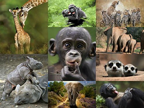"African Wildlife-Cards": Pack of 18 Postcards of Animals of Africa/Size: 5,8 x 4,1 inch/Perfect for Schools, Collectors or postcrossing