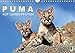 Produktbild Puma: Auf leisen Pfoten (Wandkalender 2018 DIN A4 quer): Pumas: Geschmeidige Raubkatzen (Monatskalender, 14 Seiten ) (CALVENDO Tiere) [Kalender] [Apr 01, 2017] CALVENDO, k.A.