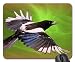 Produktbild Magpie, pica pica, ekster Mouse Pad, Mousepad (Birds Mouse Pad)