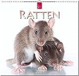 Image de RATTEN - Original Stürtz-Kalender 2017 - Mittelformat-Kalender 33 x 31 cm