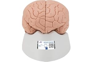 3B Scientific C15/1 wprowadzający model mózgu, 2 części darmowe oprogramowanie anatomiczne - 3B Smart Anatomy